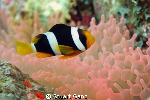 Clown fish living in a pink anemone, beautiful. by Stuart Ganz 
